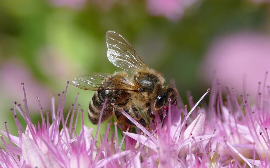 Apis Mellifica : Le remède à vos maux