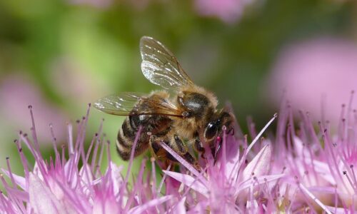 Apis Mellifica : Le remède à vos maux