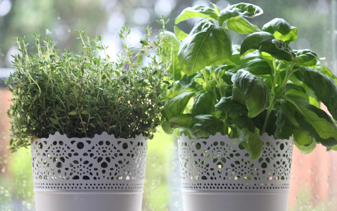 10 plantes pour tisanes à faire pousser chez soi
