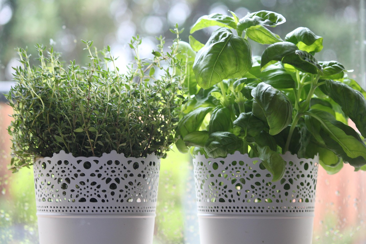 10 plantes pour tisanes à faire pousser chez soi