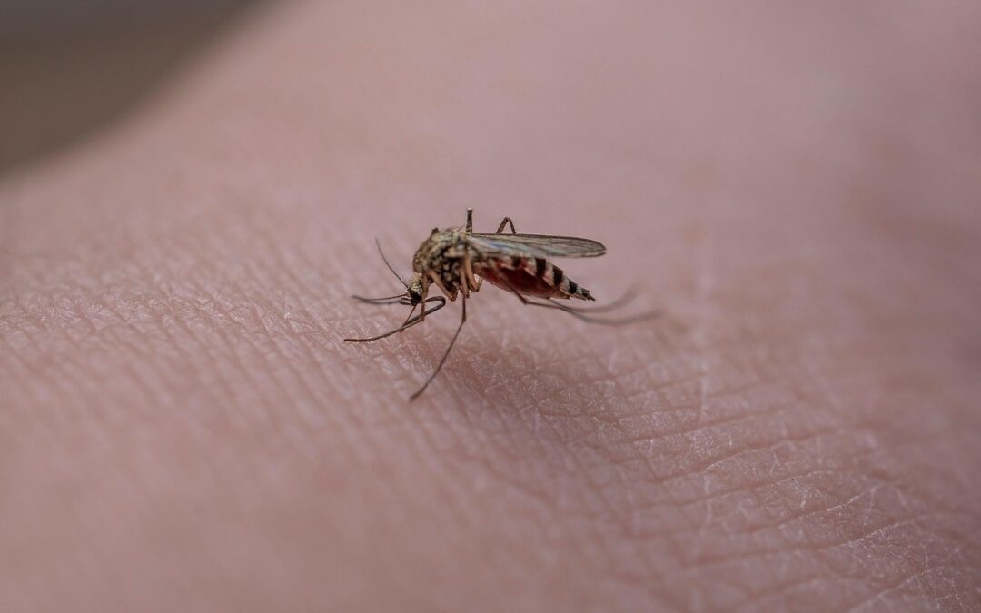Allergies, asthme, maladies : quand les insectes deviennent un danger invisible